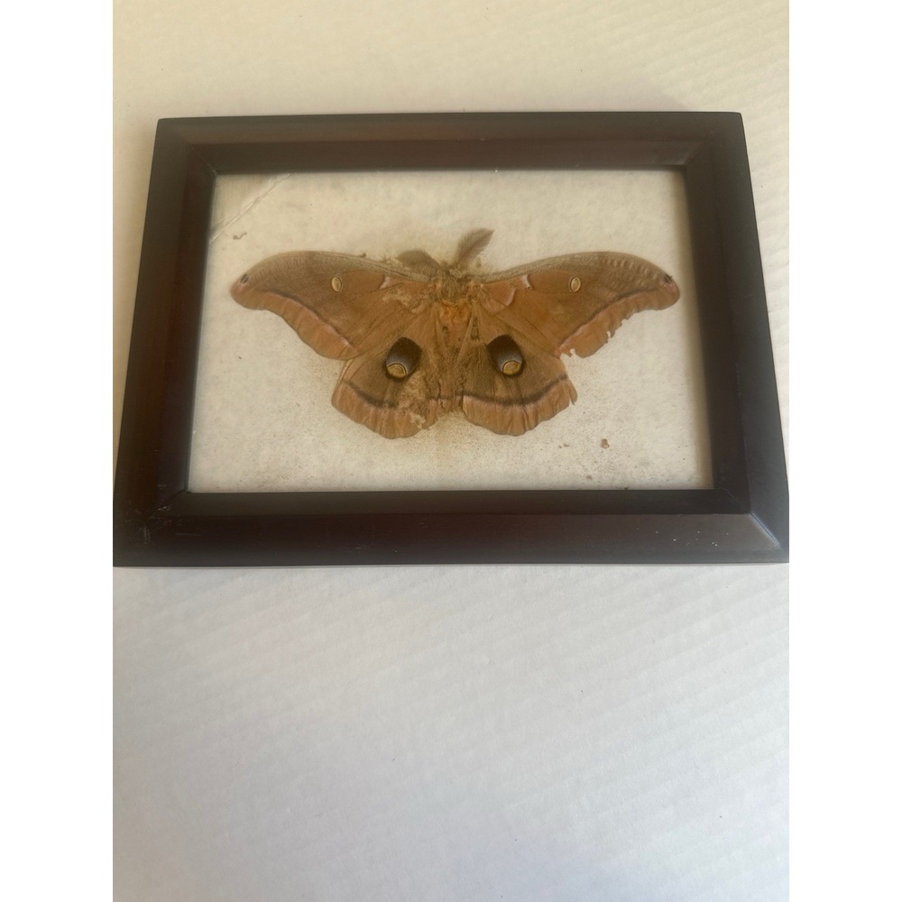 Real Polyphemus Moth Framed Taxidermy Antheraea Large Silk Moth Insect Display